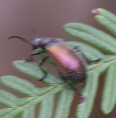 Ecnolagria rufescens