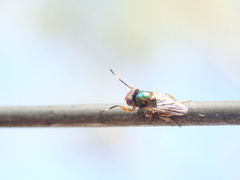 Physiphora
