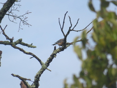 Sialia mexicana