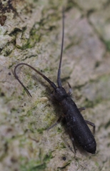 Tomoceridae