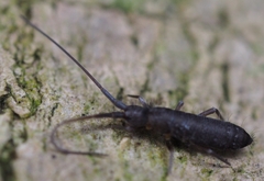 Tomoceridae
