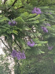 Jacaranda mimosifolia