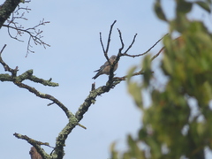 Sialia mexicana