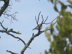 Sialia mexicana