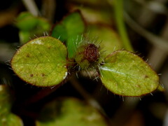 Leptostigma setulosum