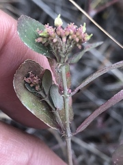 Euphorbia berteroana