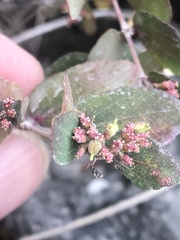 Euphorbia berteroana