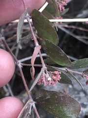 Euphorbia berteroana