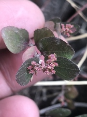 Euphorbia berteroana
