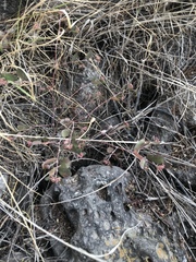 Euphorbia berteroana