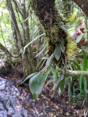 Dendrobium tetragonum