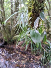 Dendrobium tetragonum