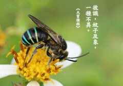Apoidea