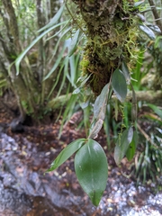 Dendrobium tetragonum