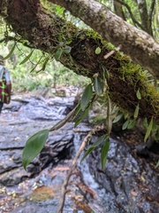 Dendrobium tetragonum