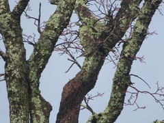 Setophaga coronata