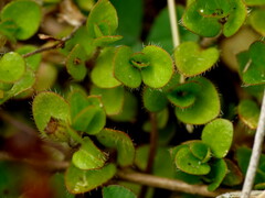 Leptostigma setulosum