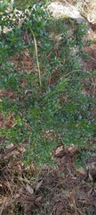 Baccharis conferta