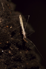 Empicoris rubromaculatus