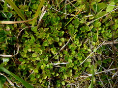 Leptostigma setulosum