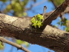 Meyna laxiflora