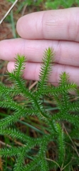 Lycopodium japonicum