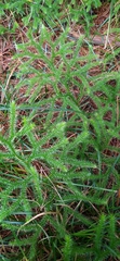 Lycopodium japonicum