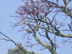 Setophaga coronata
