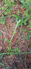 Lycopodium japonicum