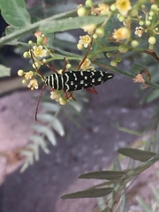 Placosternus erythropus