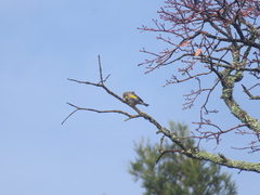 Setophaga coronata