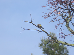 Setophaga coronata