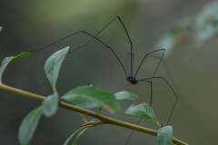 Leiobunum viridorsum