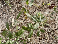 Rubus cuneifolius