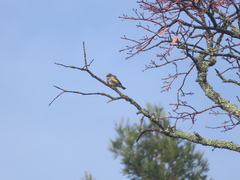 Setophaga coronata