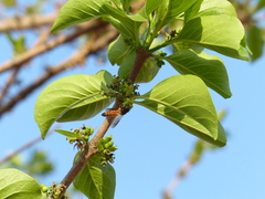 Meyna laxiflora