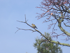 Setophaga coronata