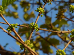 Meyna laxiflora