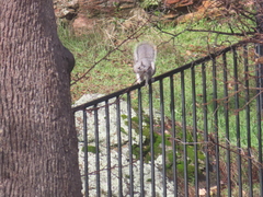 Sciurus griseus