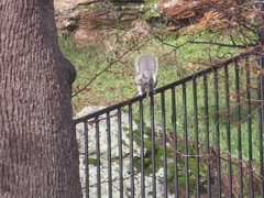 Sciurus griseus