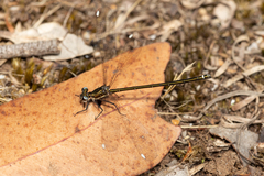 Miniargiolestes minimus