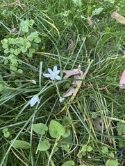 Ornithogalum umbellatum