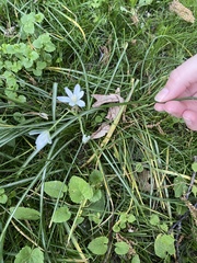 Ornithogalum umbellatum