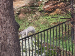 Sciurus griseus