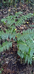 Diplazium viridissimum