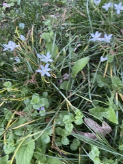 Ornithogalum umbellatum