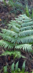 Diplazium viridissimum