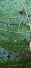 Diplazium viridissimum