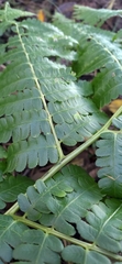 Diplazium viridissimum