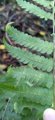 Diplazium viridissimum